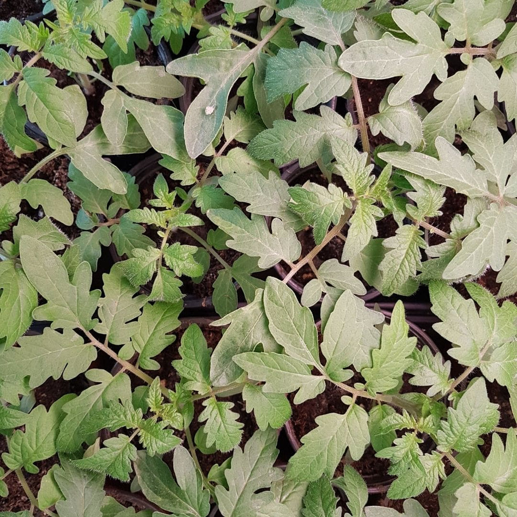 heirloom tomato seedlings for sale vancouver bc